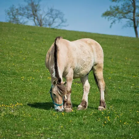 Zselicvoelgy Szabadidofarm Hajmás
